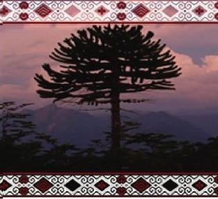 Araucaria al atardecer sobre la cordillera